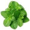 mint leaves restaurant supplier